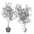 Elegant Indoor Olive Tree Potted Plants In White Ceramic Pots With Green Leaves