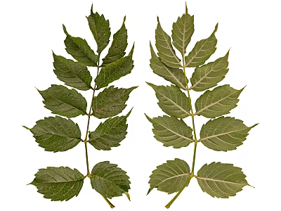 Fresh Green Plant Leaves With Detailed Vein Patterns And Stem Structure 3d model