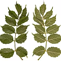 Fresh Green Plant Leaves With Detailed Vein Patterns And Stem Structure