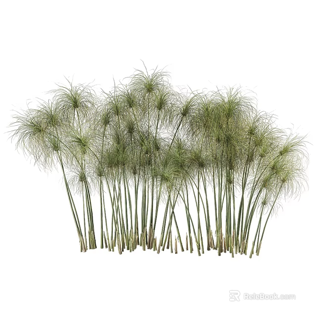 Clusters of Green Ornamental Grass With Slender Stems And Fluffy Top Leaves 3d model 