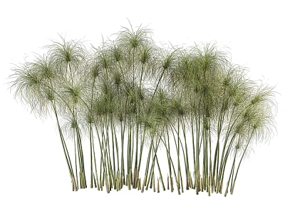 Clusters of Green Ornamental Grass With Slender Stems And Fluffy Top Leaves 3d model
