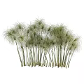 Clusters of Green Ornamental Grass With Slender Stems And Fluffy Top Leaves