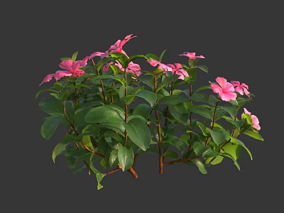 Vibrant Pink Flowers With Green Leaves On Lush Garden Plants 3d model