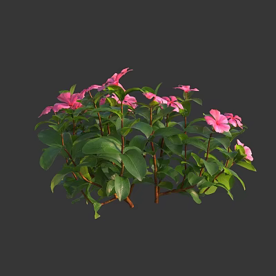 Vibrant Pink Flowers With Green Leaves On Lush Garden Plants 3d model