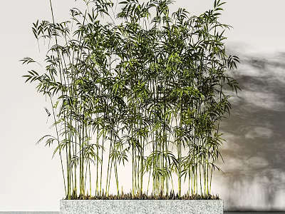 Lush Green Bamboo Bonsai Plant In Square Gray Potted Planter For Indoor Decor 3d model