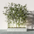 Lush Green Bamboo Bonsai Plant In Square Gray Potted Planter For Indoor Decor