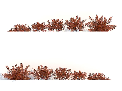 Red Leaf Shrubs Arranged in Row With Varying Sizes And Lush Foliage 3d model