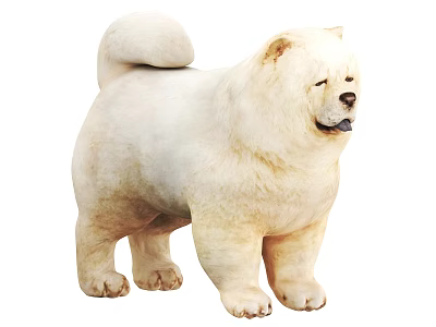 White Fluffy Samoyed Dog Standing With Thick Fur And Curled Tail 3d model