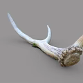 Rustic Natural Deer Antler Animal Wall Decor for Home Decoration