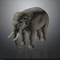 Gray Elephant With White Tusks Standing On Black Background As