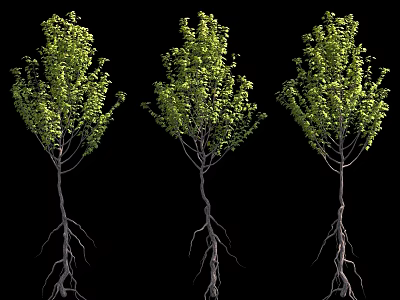 Three Trees With Green Leaves And Exposed Roots Against Black Background 3d model