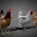 Three Colorful Chickens Standing With Spread Wings Against Gray Background Feathers And Red Combs