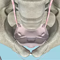 Pelvic Organs 3D Medical Anatomy Illustration Showing Bladder Rectum And Ligaments