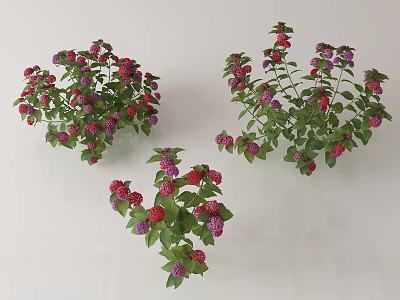 Vibrant Potted Flower Plants With Red Purple Blooms And Green Leaves On White 3d model