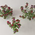 Vibrant Potted Flower Plants With Red Purple Blooms And Green Leaves On White
