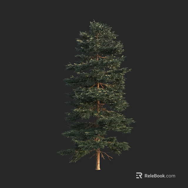 Tall Arbor With Dense Green Foliage Straight Trunk On Dark Background 3d model 