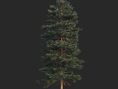 Tall Arbor With Dense Green Foliage Straight Trunk On Dark Background 3d model