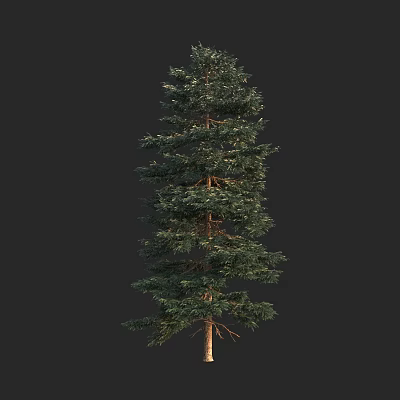 Tall Arbor With Dense Green Foliage Straight Trunk On Dark Background 3d model