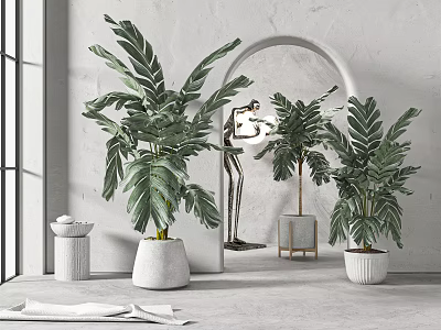 Large Leaf Tropical Potted Plants In White Pots For Modern Interior Decor 3d model