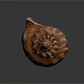 conch bone snail snail field snail shellfish marine animal fish freshwater fish marine fish animal 3d model