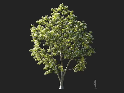 Tall Arbor with Lush Green Foliage and Human Silhouette Against Dark Background 3d model