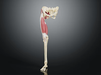 3D Rendered Human Leg Skeleton And Muscle Anatomy Illustration 3d model