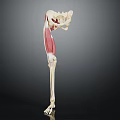 3D Rendered Human Leg Skeleton And Muscle Anatomy Illustration