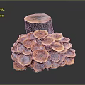 Cluster Of Pinkish Mushrooms Growing On Woody Tree Stump Background