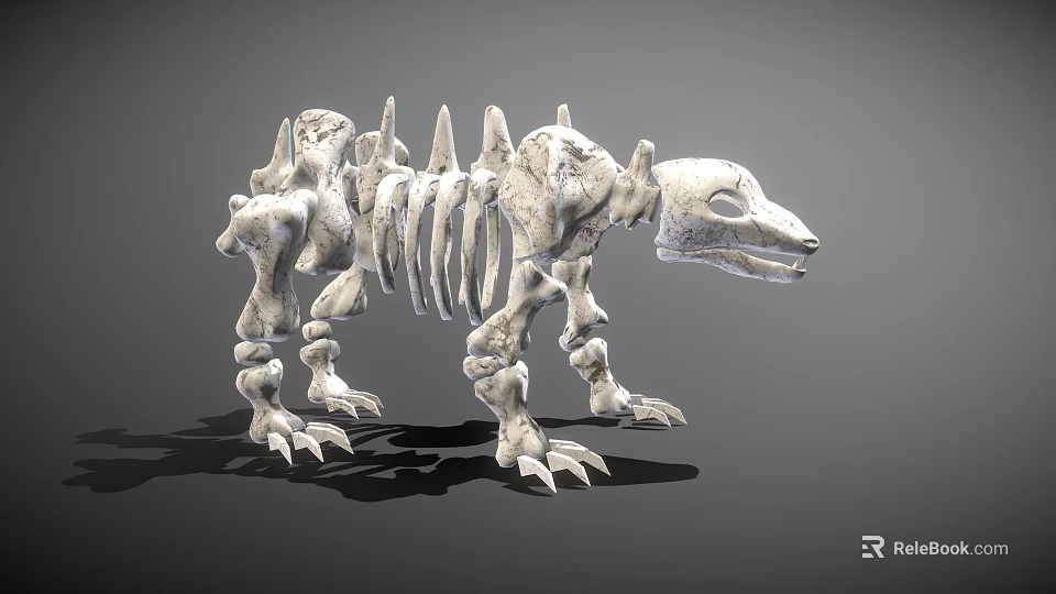 Detailed Reptile Skeleton Anatomical Structure With Vertebrae Limb And Skull Bones 3d model 