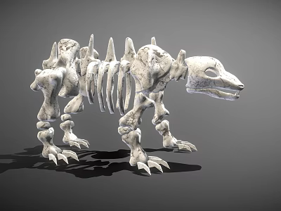 Bear skeleton bones 3d model