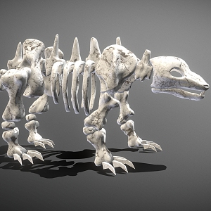 Bear skeleton bones 3d model