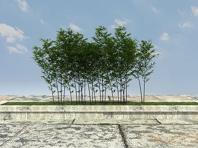 Bamboo Grove With Green Foliage On Stone Pavement Under Blue Sky And White Clouds 3d model