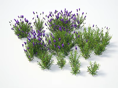 Fresh Lavender Plants With Purple Flowers And Green Stems In Clusters 3d model