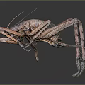 Large Brown Insect with Textured Body Long Antennae and Slender Legs