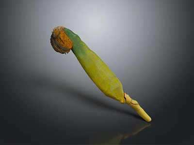 Fresh Yellow and Green Corn Cob With Green Husk and Golden Silk Isolated on Dark Background 3d model
