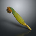 Fresh Yellow and Green Corn Cob With Green Husk and Golden Silk Isolated on Dark Background