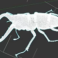 Detailed View Of Stag Beetle With Large Mandibles And Dark Exoskeleton