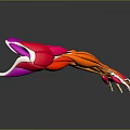 Detailed Colored 3D Illustration of Human Arm Muscles Anatomical Structure