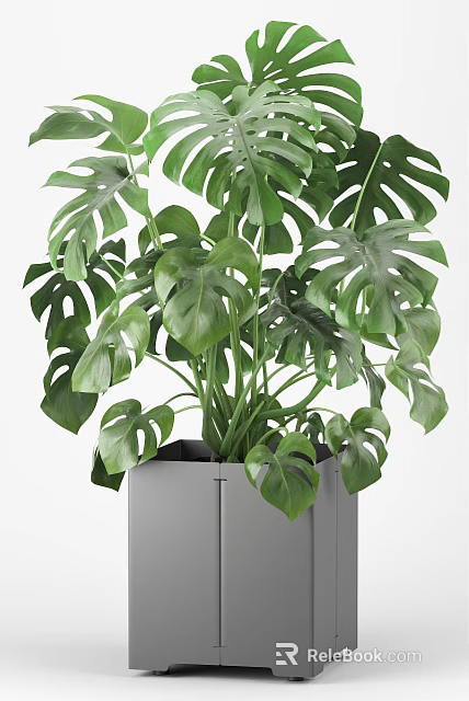 Monstera Potted Plant in Gray Square Pot with Lush Green Healthy Leaves 3d model 