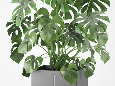 Monstera Potted Plant in Gray Square Pot with Lush Green Healthy Leaves 3d model
