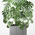 Monstera Potted Plant in Gray Square Pot with Lush Green Healthy Leaves