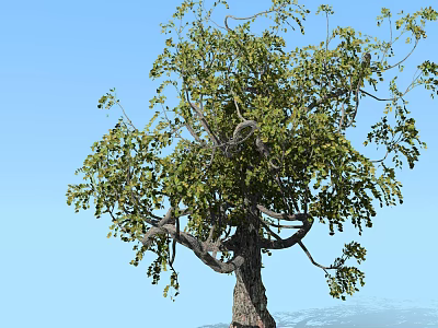 Lush Green Arbor With Dense Foliage And Thick Trunk Against Blue Sky 3d model