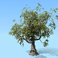 Lush Green Arbor With Dense Foliage And Thick Trunk Against Blue Sky