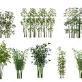 Various Bamboo Plants with Lush Green Leaves for Natural Garden Decoration