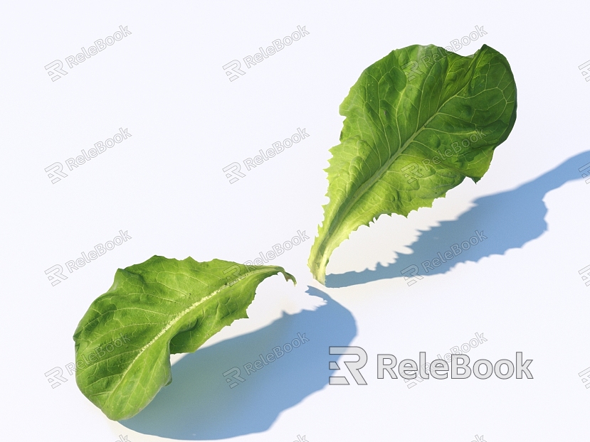 vegetable leaf food model