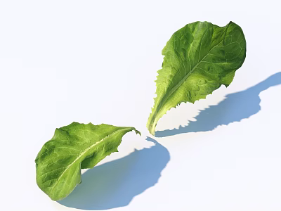 Fresh Green Lettuce Leaves on White Background with Natural Shadows 3d model