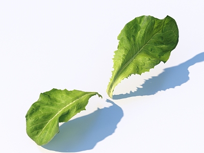 vegetable leaf food model