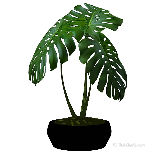 Monstera Potted Plant With Large Green Leaves In Black Pot For Indoor Decor 3d model 
