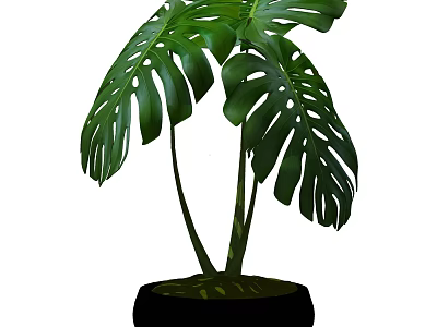 Monstera Potted Plant With Large Green Leaves In Black Pot For Indoor Decor 3d model