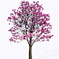 Graceful Flowering Arbor With Pink Blossoms And Brown Trunk In Bloom